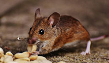 24 Hour & Emergency Exterminators in Centreville, IL